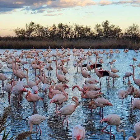Bed & Breakfast Aux Portes De La Camargue Arles